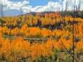 downloadgram.org_558701710_18535276288035874_7077613285057294493_n