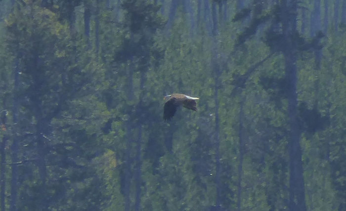 Capture d’écran 2016-07-31 à 05.11.03-s